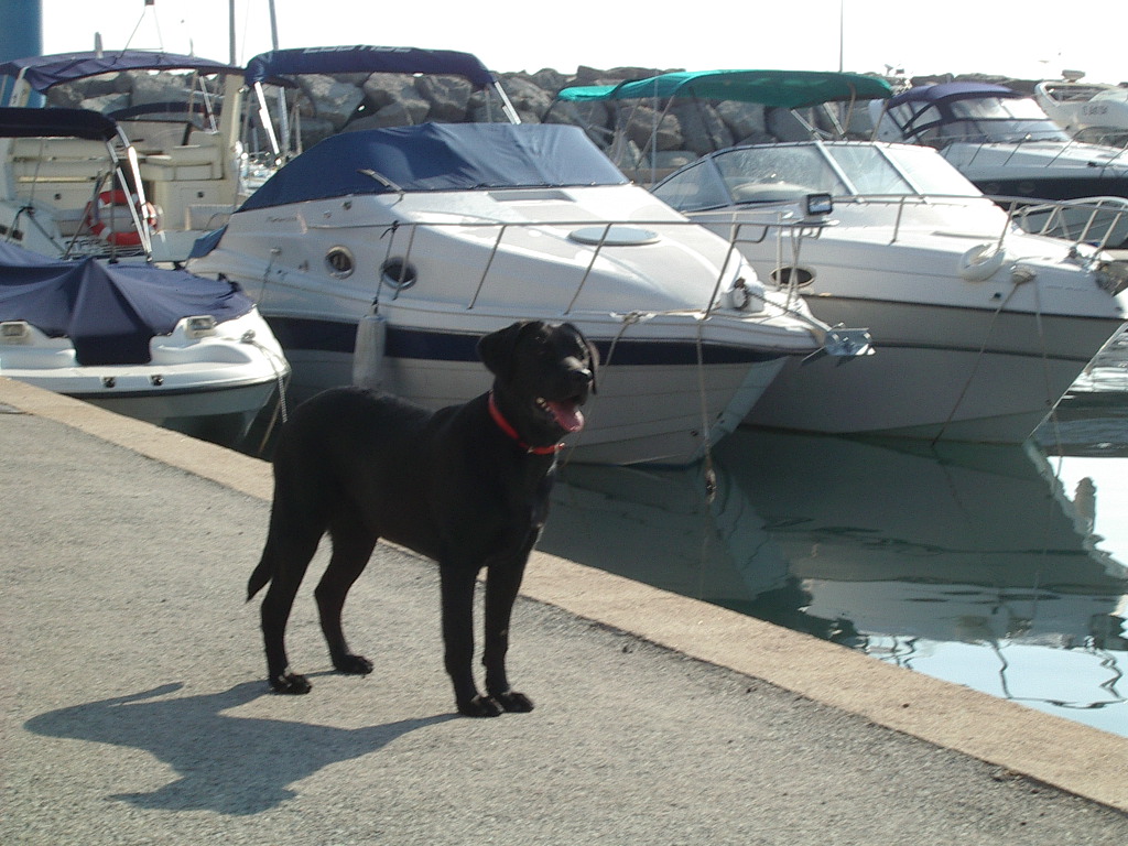 Les balades avec son chien au Port des Issambres, on te suit pour la visite Bonny !