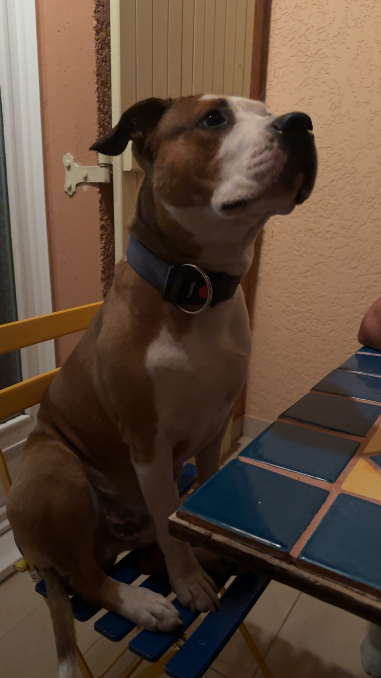 Amlès le chien Star qui teste les chaises de l'appartement Lauriers de Location Var pendant ses vacances