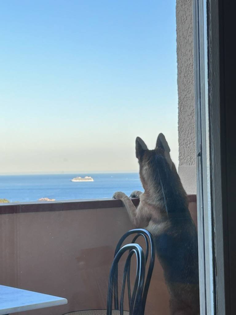 Chien en vacances profitant de la terrasse avec vue mer d'une location de vacances dans le Var dans l'appartement Tamaris 17 de Location Var