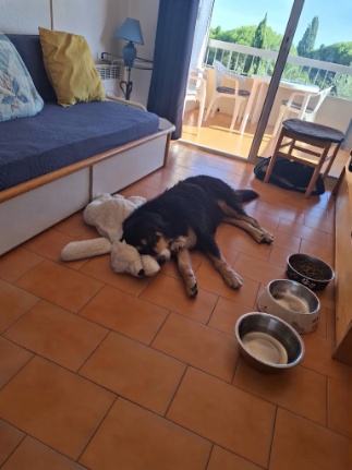 chien bienvenu à Sainte Maxime